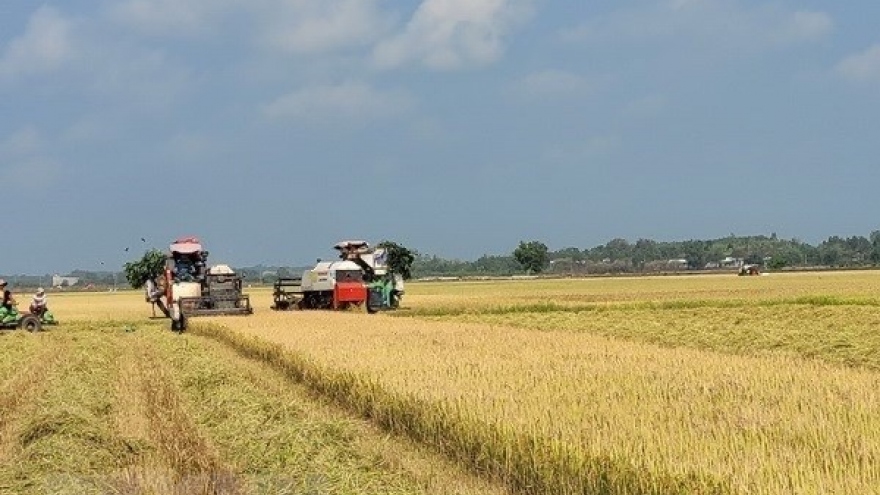 Strategy on rice export market development until 2030 approved